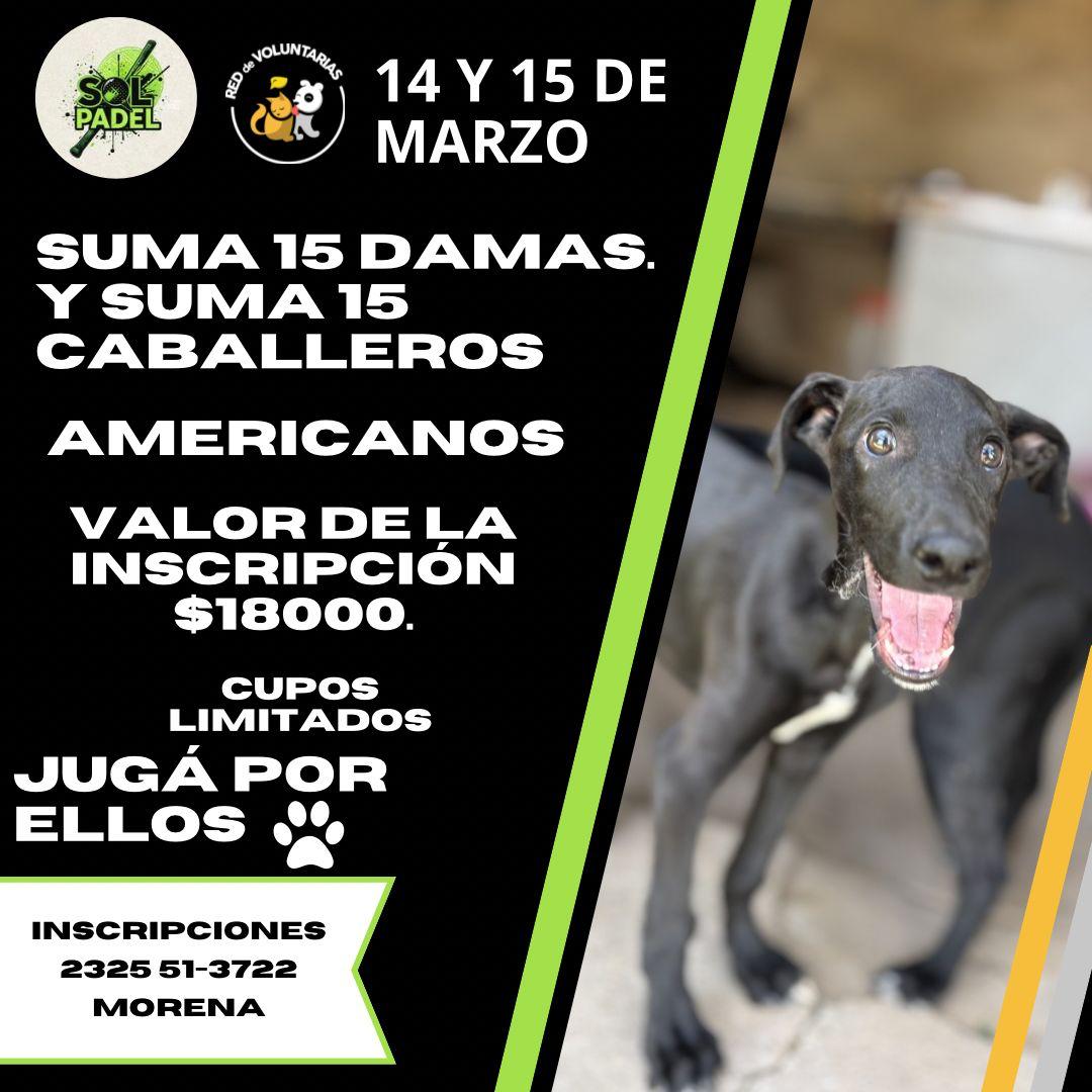 TORNEOS DE PADEL — foto 4
